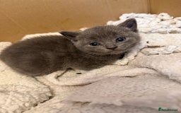 Mixed Breed cats for sale: Beautiful black & grey kittens. - Image 3