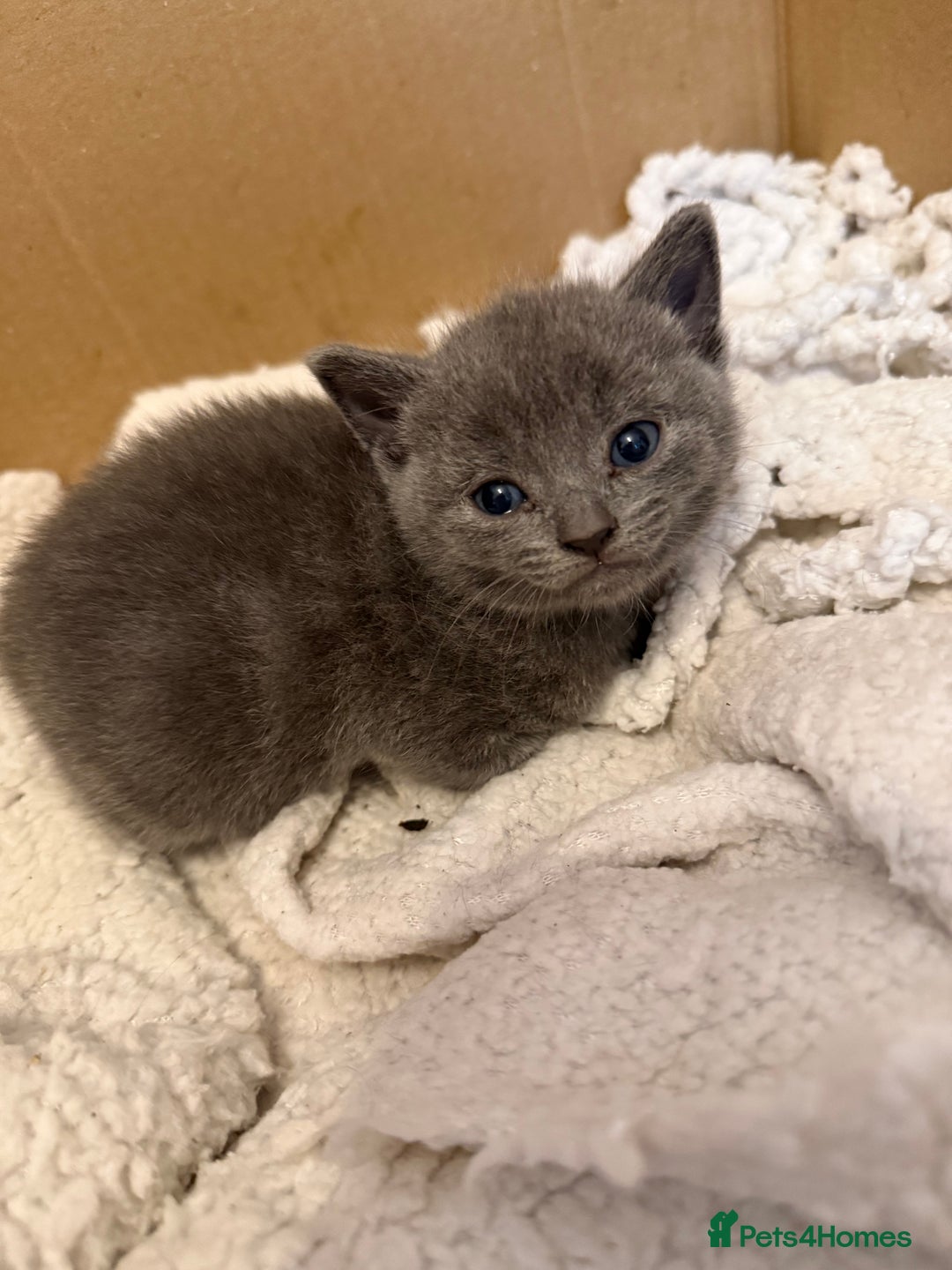 Mixed Breed cats for sale: Beautiful black & grey kittens. - Image 3