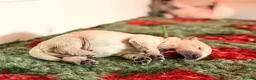 Golden Retriever dogs for sale: GOLDEN RETRIEVER PUPPIES - Advert 12