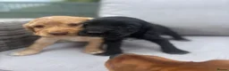 Cocker Spaniel dogs for sale: 2 goldens & 1 black & white cocker spaniel puppies - Advert 1