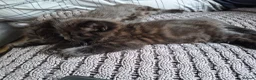 Mixed Breed cats for sale: 3 Beautiful Fluffy Black Kittens  - Advert 4