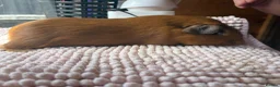 Guinea Pig rodents for sale: Pink eyed golden boars  - Advert 3