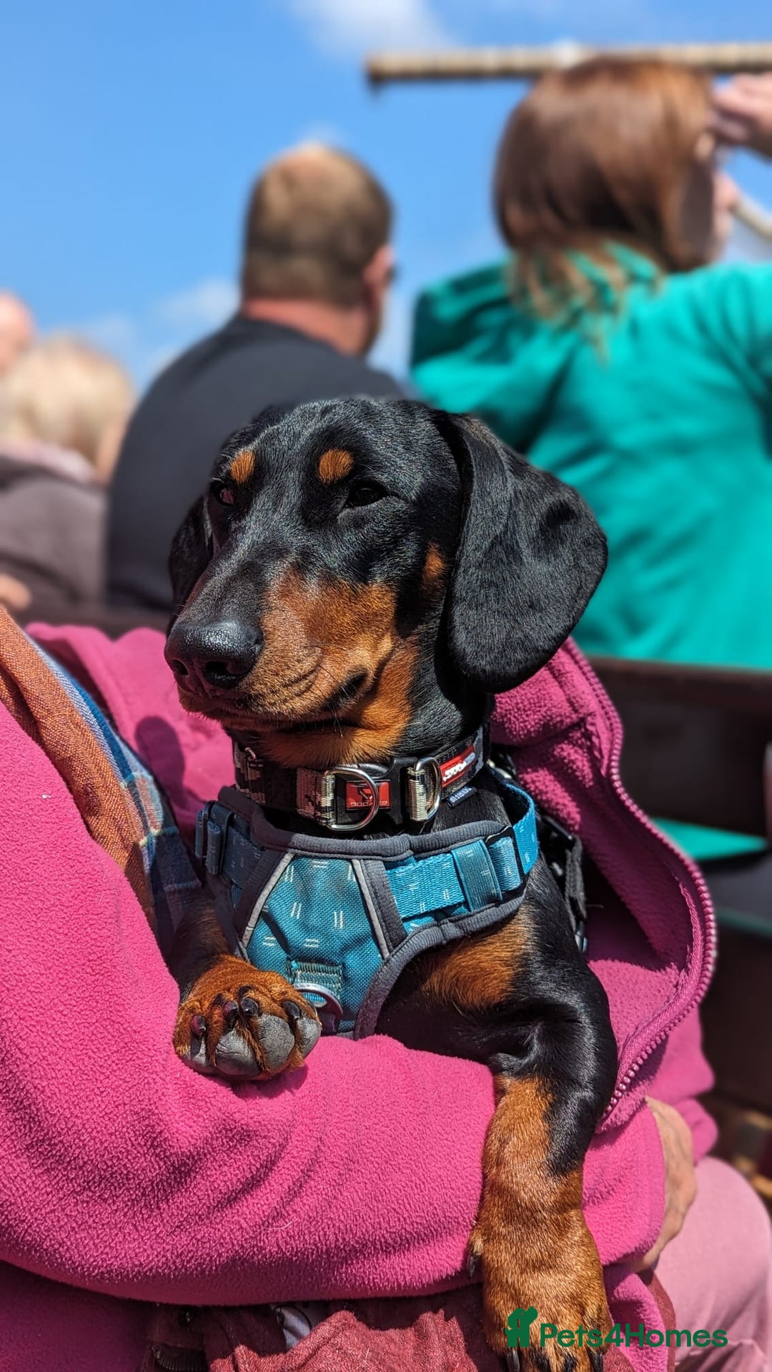 Dachshund dogs for stud: Standard black and tan dachshund for stud  - Advert 4