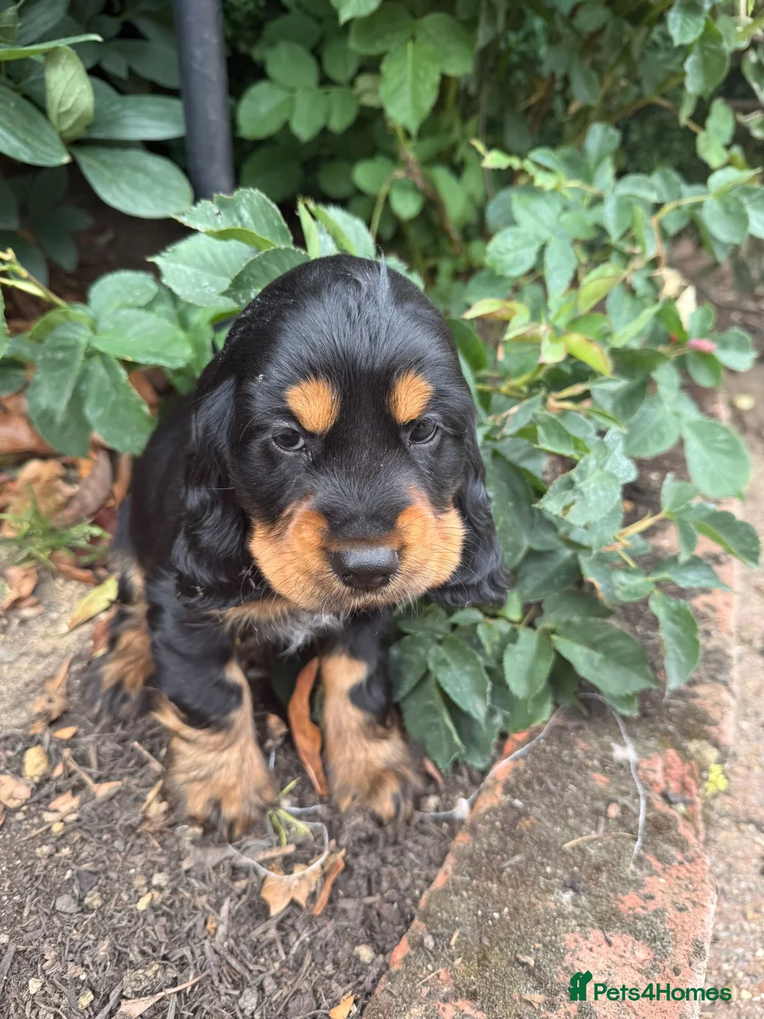 Cocker Spaniel dogs for sale: Beautiful show cocker spaniel  - Advert 6