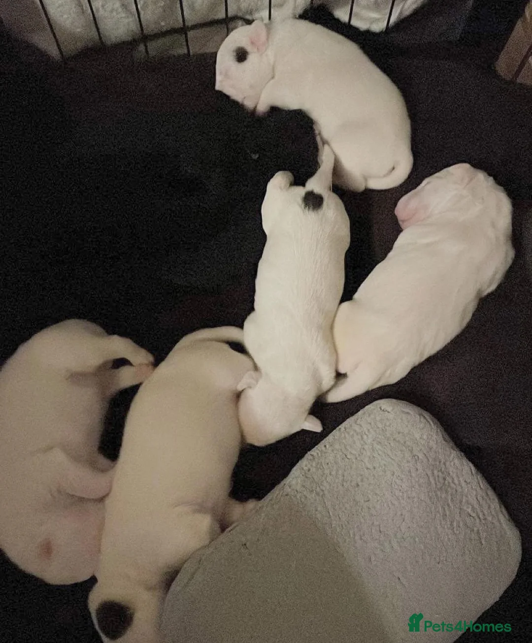 English Bull Terrier dogs for stud: CHAMPION LINES ENGLISH BULL TERRIER FOR STUD. in Sunderland - Advert 7