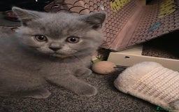 British Shorthair cats for sale: Beautiful BSH Kittens - Image 3