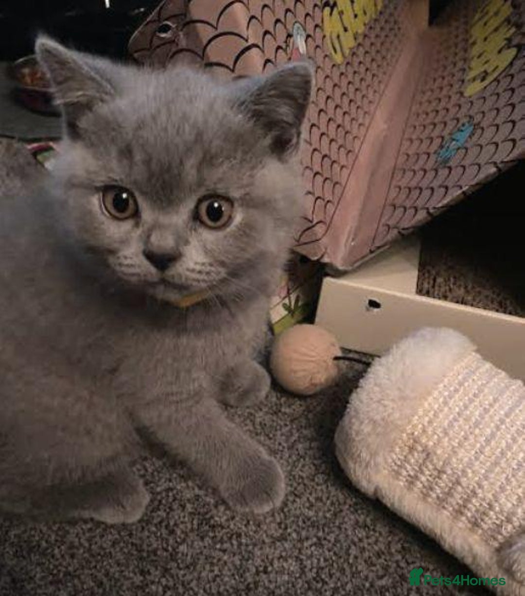 British Shorthair cats for sale: Beautiful BSH Kittens - Image 3