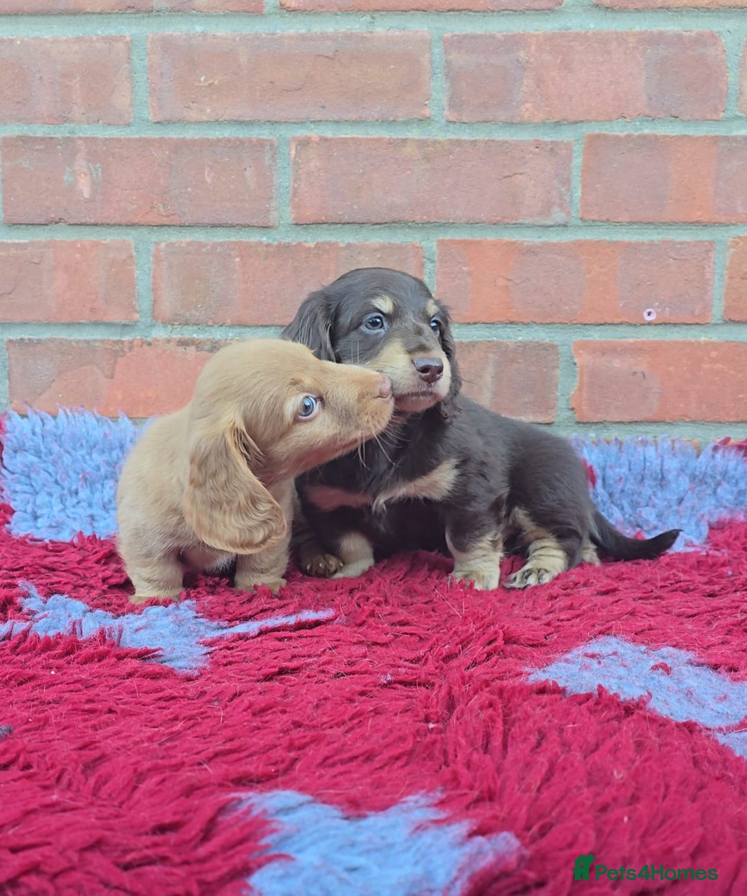 Miniature Dachshund dogs for sale: BEAUTIFUL CREAM LONG HAIR WITH ALL DNA - Advert 8