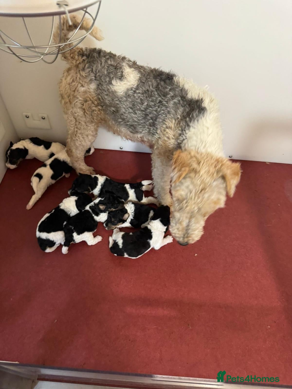 Fox Terrier dogs Beautiful Fox Terrier Puppies Available  - Advert 8