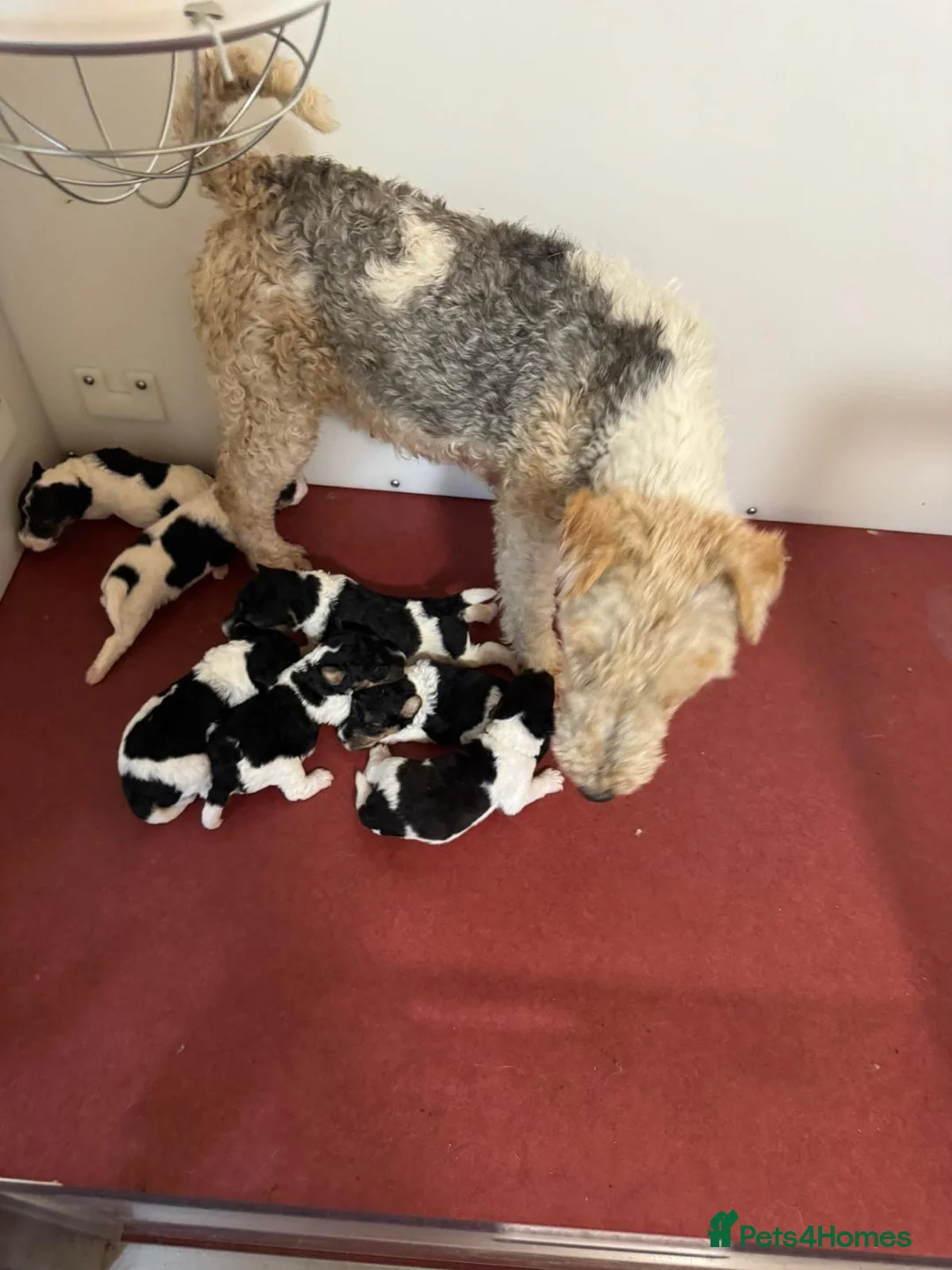 Fox Terrier dogs for sale: Beautiful Fox Terrier Puppies Available  - Advert 1