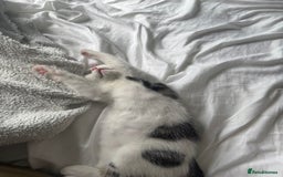 Mixed Breed cats for sale: Kittens for sale - Image 8