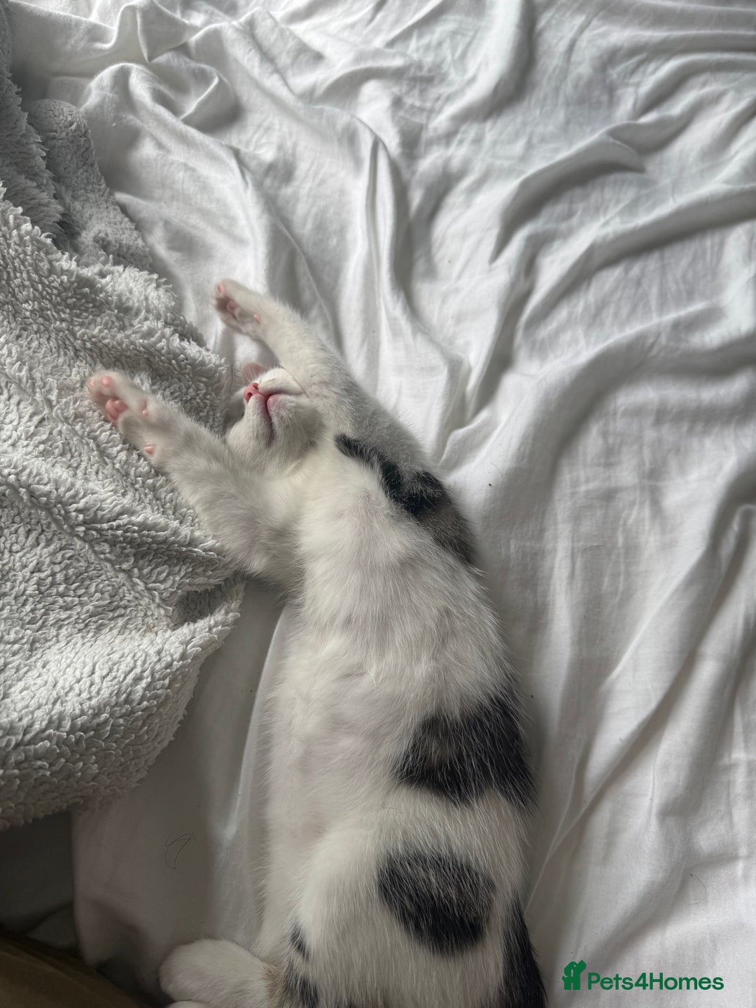Mixed Breed cats for sale: Kittens for sale - Image 8