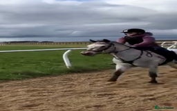 Appaloosa horses for sale: 13.1 hh Appaloosa Mare  - Image 17