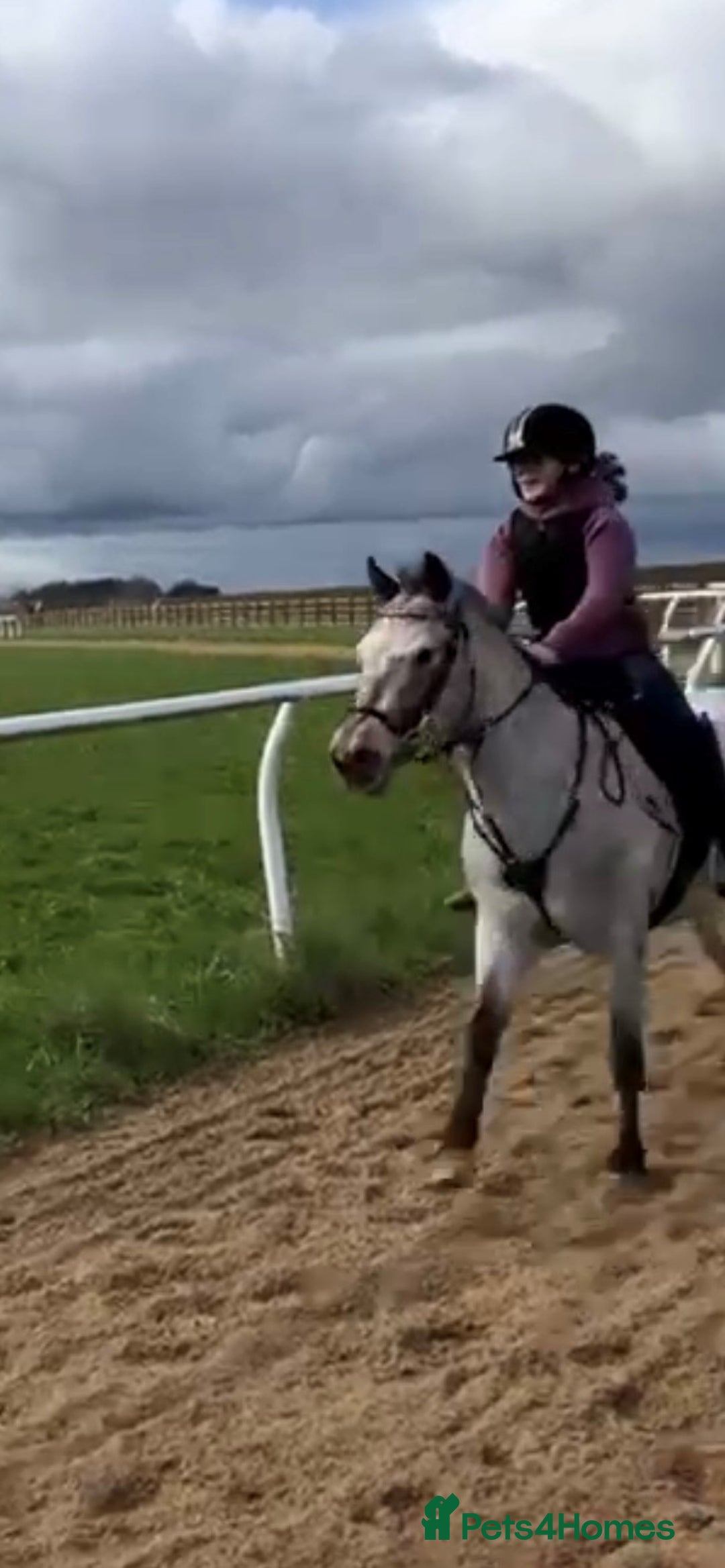 Appaloosa horses for sale: 13.1 hh Appaloosa Mare  - Image 17