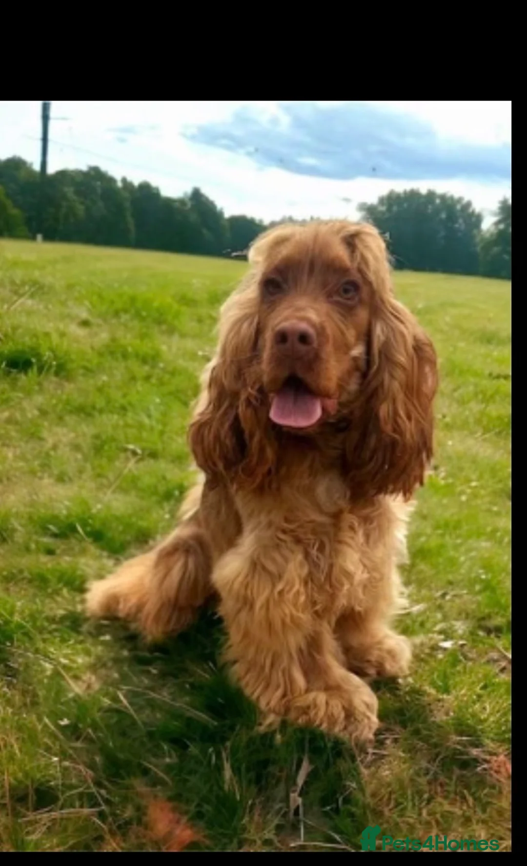 Cocker Spaniel dogs for sale: Chucky KC Cocker Spaniel Pup’s Ready Now - Advert 19