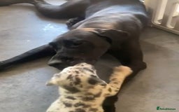 Mixed Breed dogs for sale: Cane Corso x Great Dane - Image 3