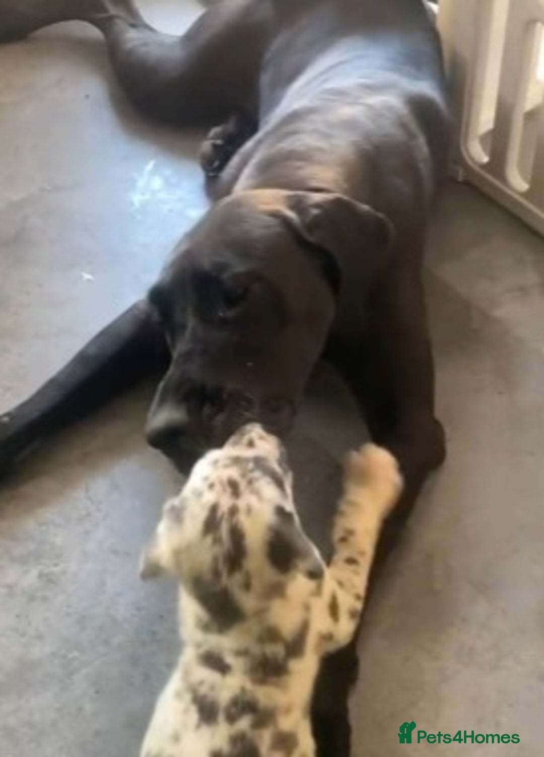 Mixed Breed dogs for sale: Cane Corso x Great Dane - Image 3