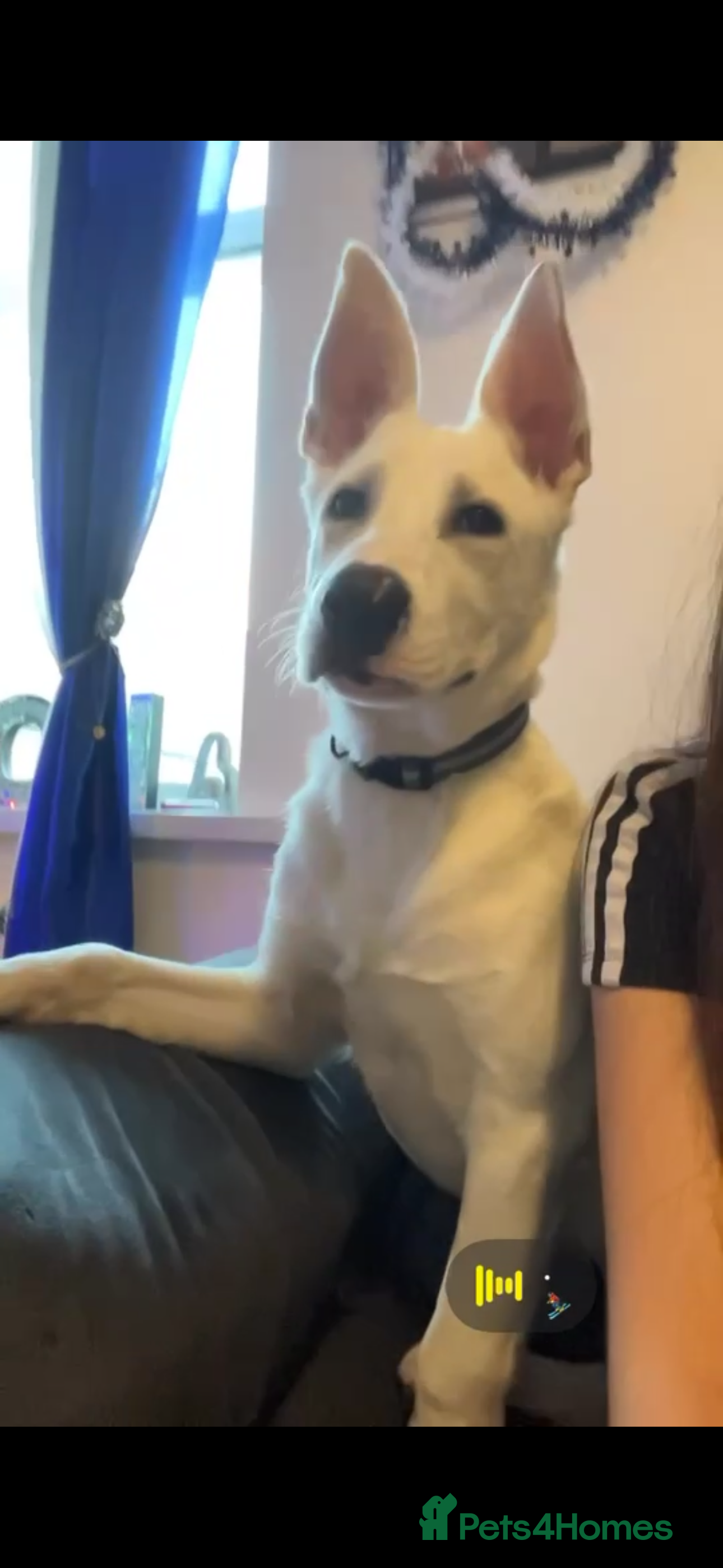 Mixed Breed dogs Mixed Belgian Malinois  - Advert 2