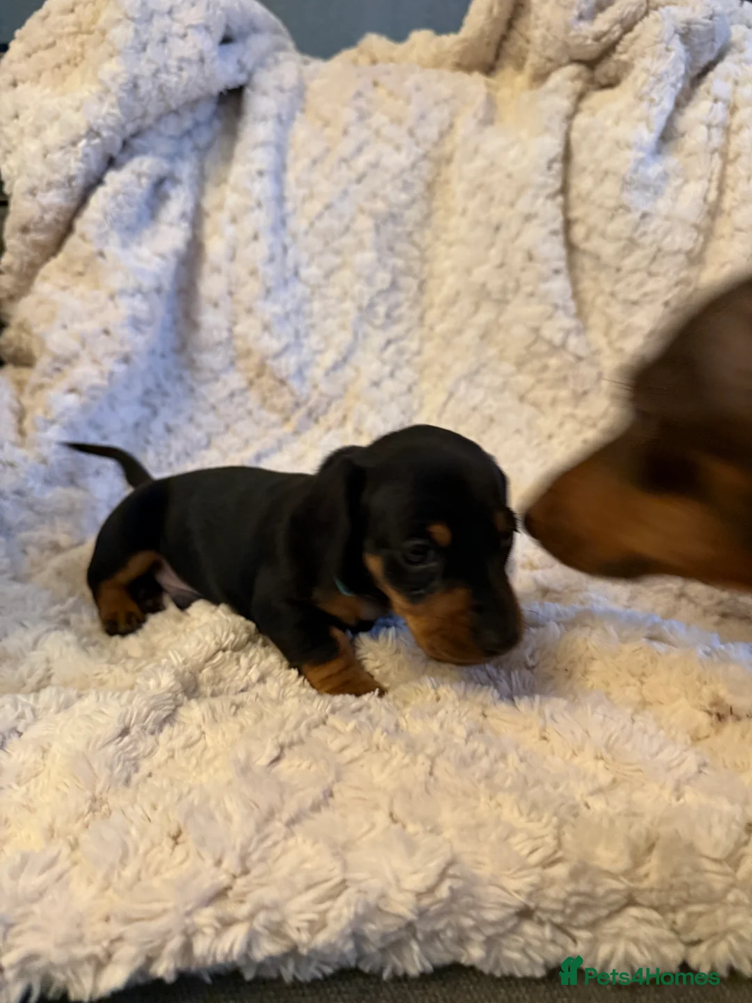 Miniature Dachshund dogs for sale: Black and Tan Miniature Dachshund Puppies  - Advert 17