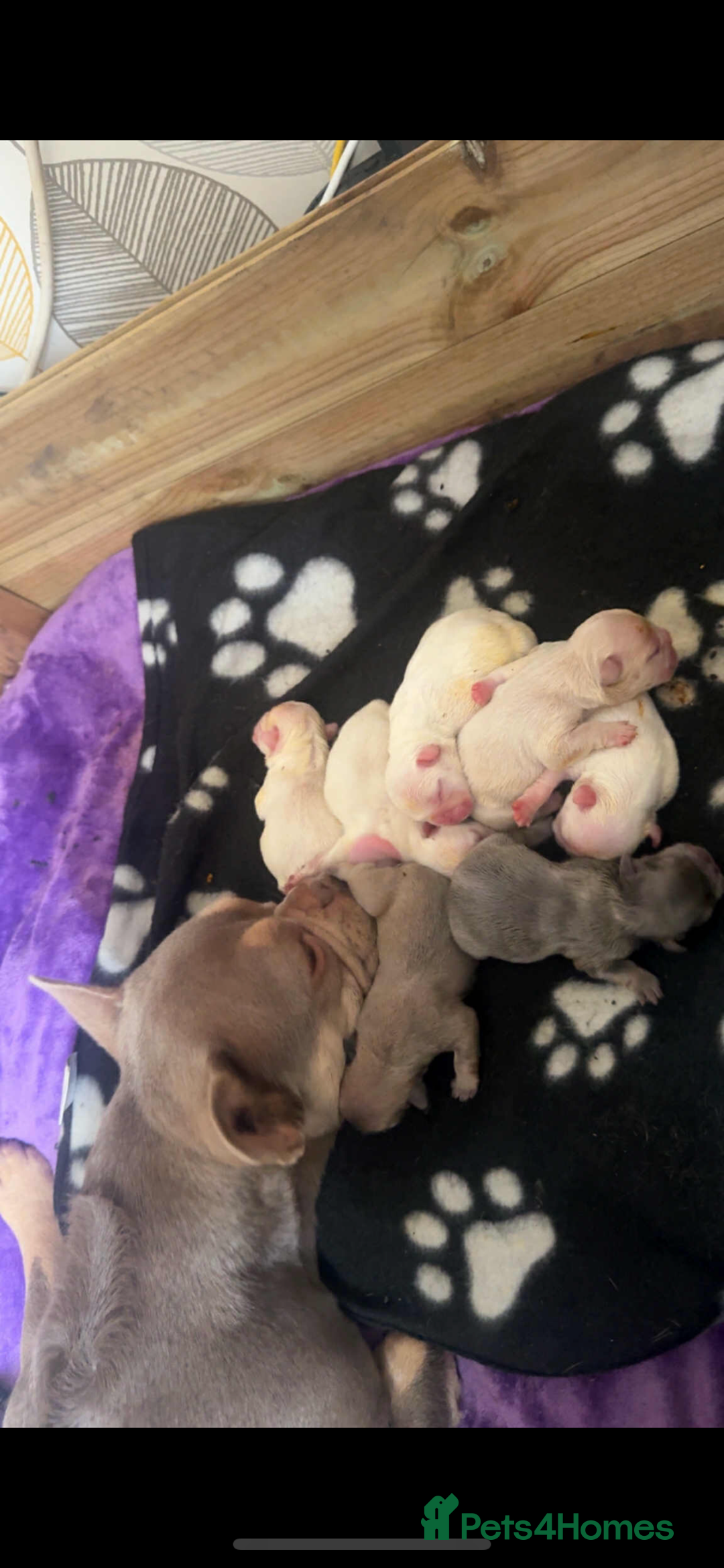 French Bulldog dogs for sale: Fluffy French bulldog puppies - Image 7