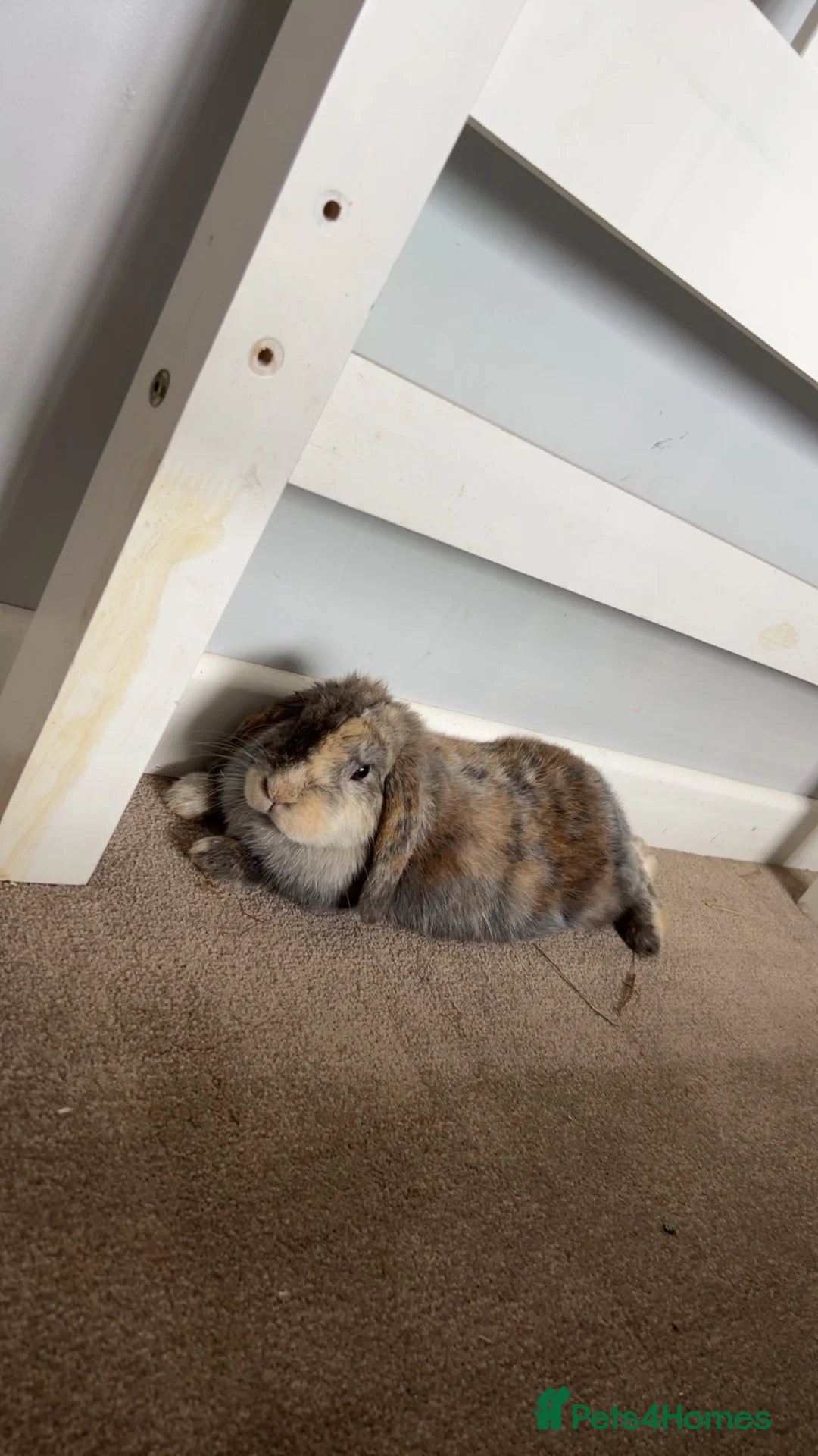 Mini Lop rabbits for sale: Female mini lop & encloser in Wellington - Advert 1