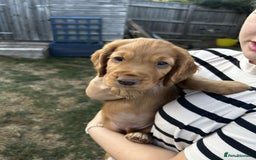 Cocker Spaniel dogs for sale: 2 male cocker spaniel pups for sale - Image 8