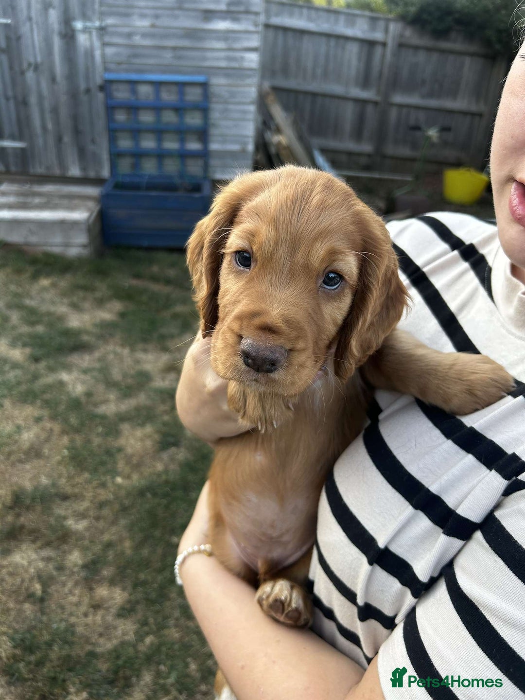 Cocker Spaniel dogs for sale: 2 male cocker spaniel pups for sale - Image 8