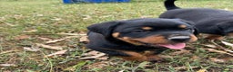 Rottweiler dogs for sale:  lovely chunky beautiful Rottweiler puppies - Advert 5
