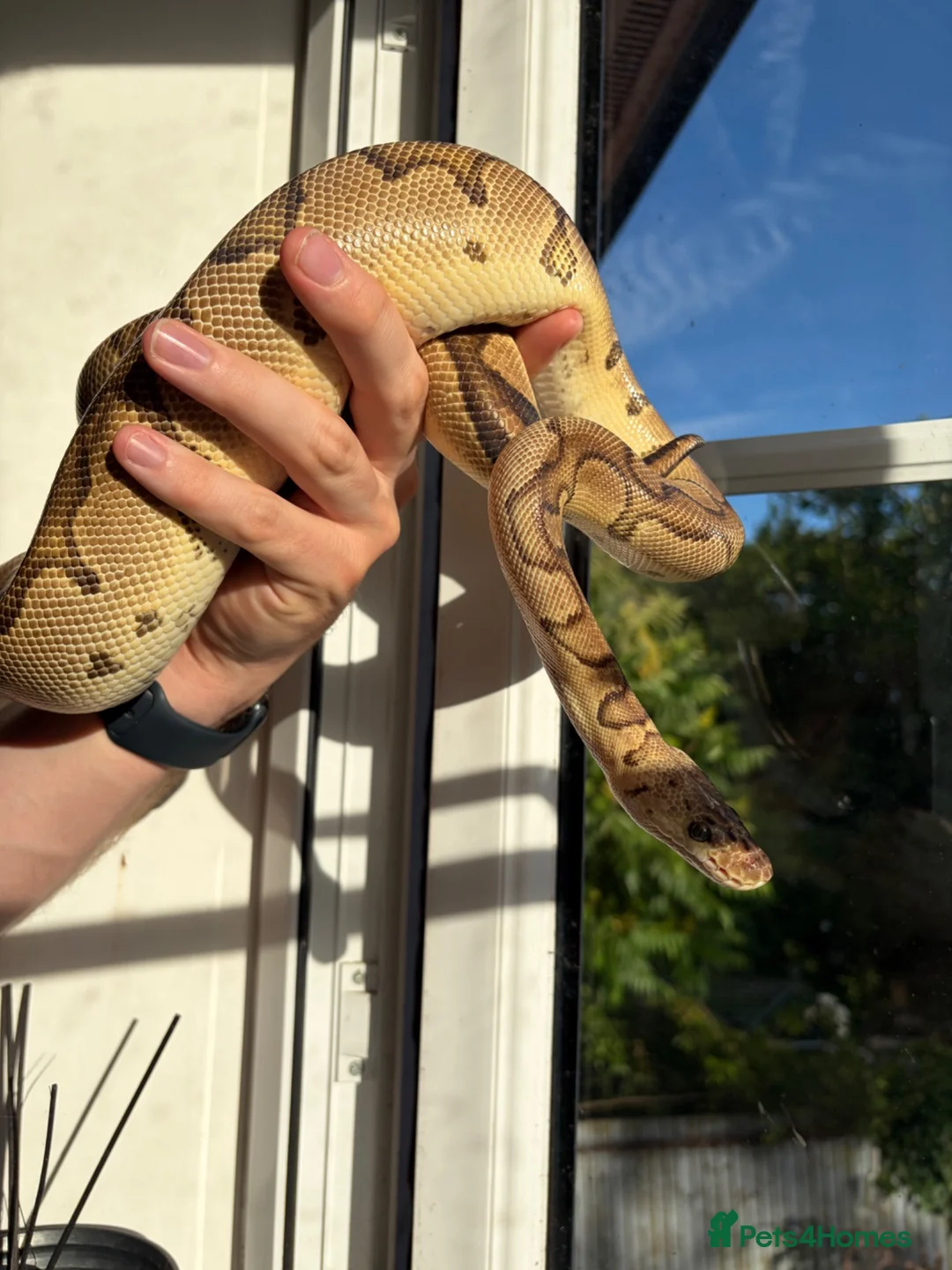 Python Snake reptiles for sale: Beautiful female Royal Pythons - Advert 8