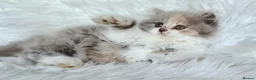 British Shorthair cats for sale: Gorgeous extremely loving longhaired girl - Advert 16