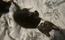 Domestic Shorthair cats for sale: Kitten for sale - Image 1