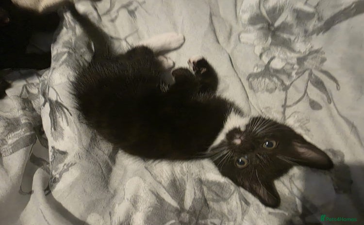 Domestic Shorthair cats - Advert 4