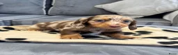 Miniature Dachshund dogs for sale: Miniature dachshunds looking for forever homes 🐾 - Advert 2