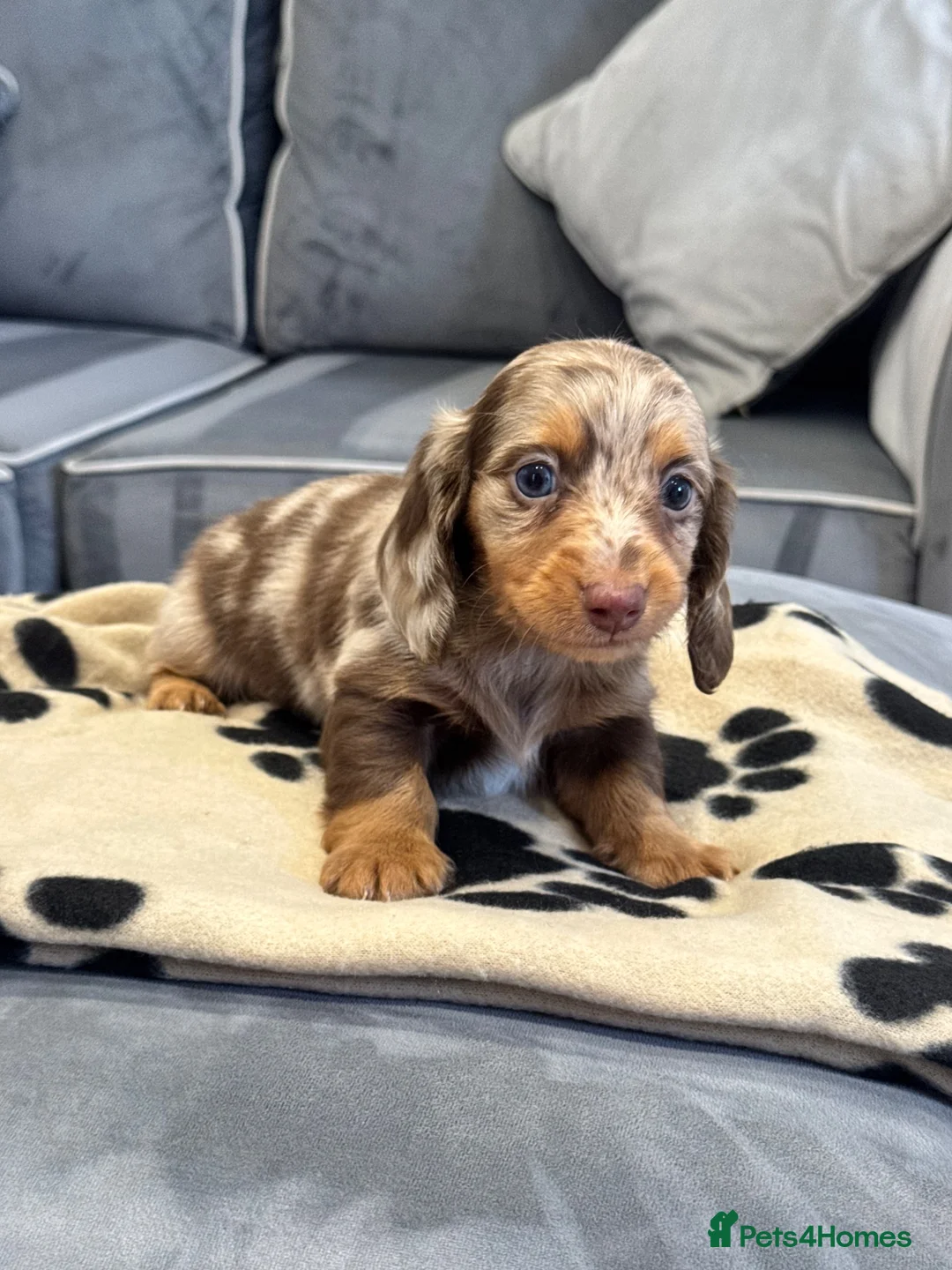 Miniature Dachshund dogs for sale: Miniature dachshunds looking for forever homes 🐾 - Advert 2