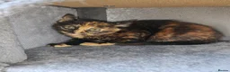 Mixed Breed cats for sale: ❤️❤️❤️ Four adorable kittens ❤️❤️❤️  - Advert 26