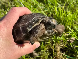 Tortoise reptiles for sale: Baby Aldabra tortoises for sale - Advert 4
