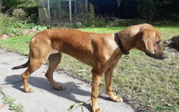 Mixed Breed dogs for adoption: Sweet Lily 5 months old Seguigio Cross - Image 7