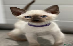 Siamese cats for sale: GCCF Registered Traditional Siamese Kittens  - Image 10