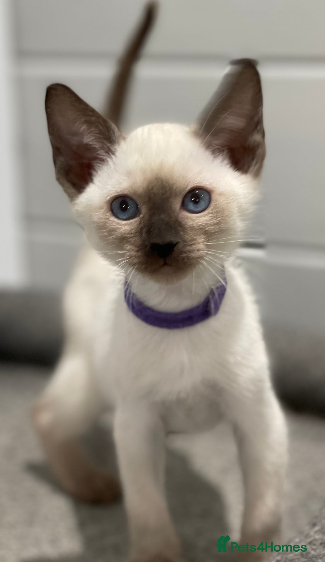Siamese cats for sale: GCCF Registered Traditional Siamese Kittens  - Image 10