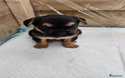 Mixed Breed dogs for sale: 3/4 French bulldog 1/4 Pomeranian Puppies - Image 4