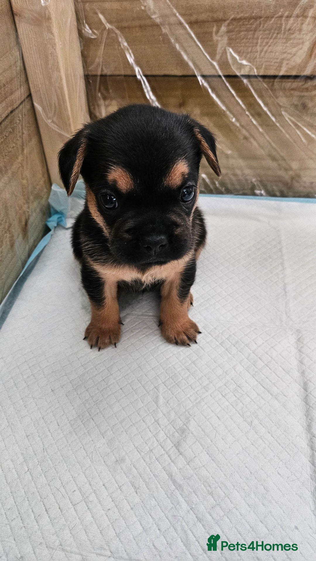 Mixed Breed dogs for sale: 3/4 French bulldog 1/4 Pomeranian Puppies - Image 4