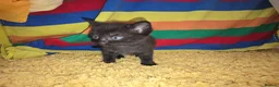 Mixed Breed cats for sale: Female black kitten - Advert 4