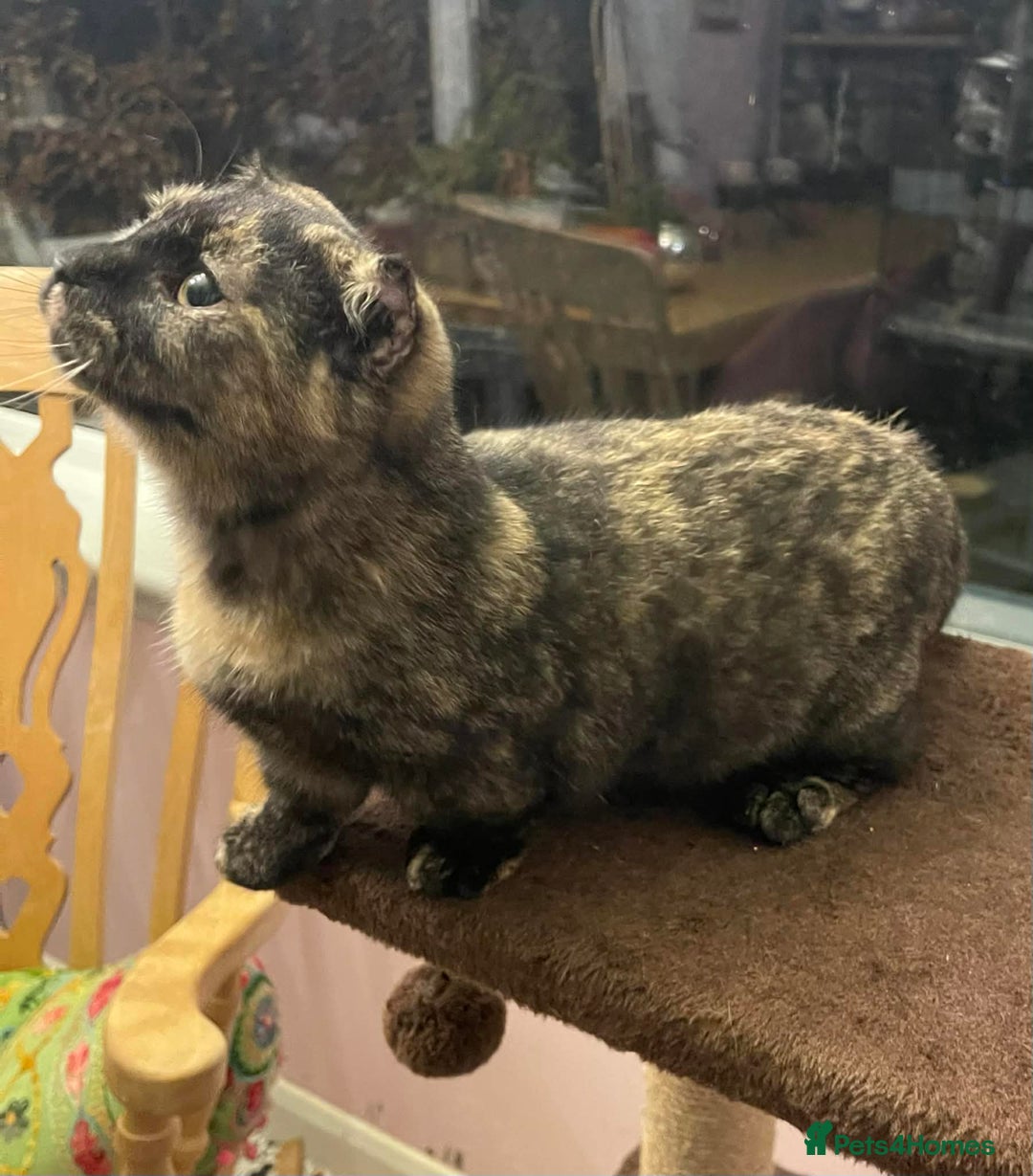 Munchkin cats for sale: Munchkin x Scottish Fold - Advert 17