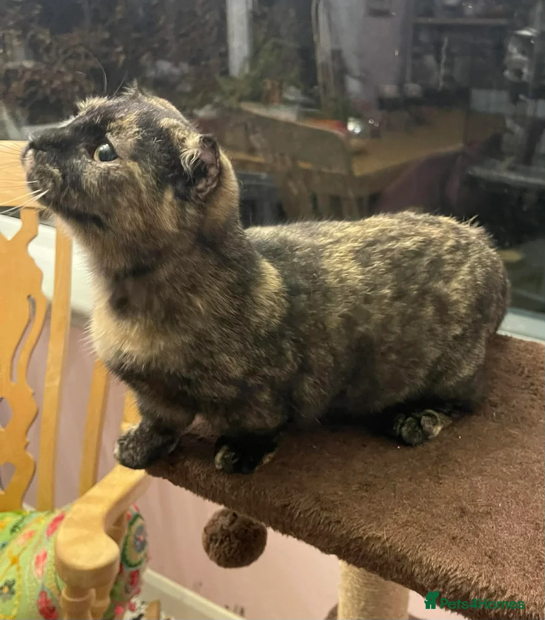 Munchkin cats for sale: Munchkin x Scottish Fold - Advert 17