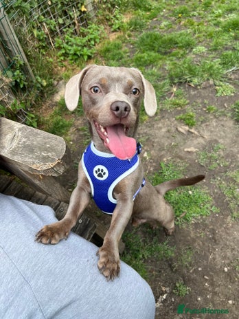 Mixed Breed dogs - Advert 11