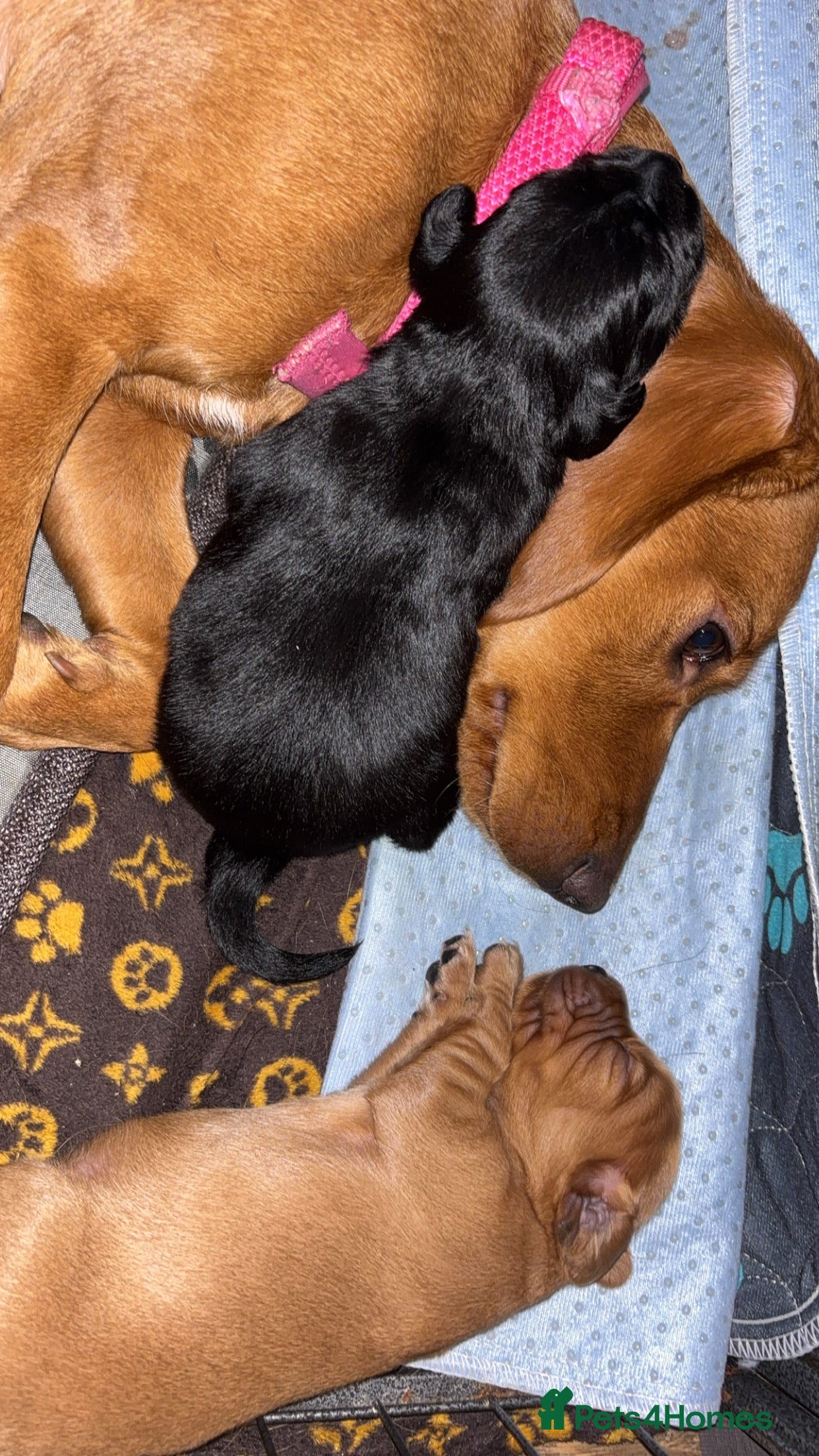 Cockerdor dogs Last remaining cockerdor (female)  - Advert 1