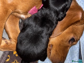 Cockerdor dogs Last 2 remaining cockerdors - Advert 2