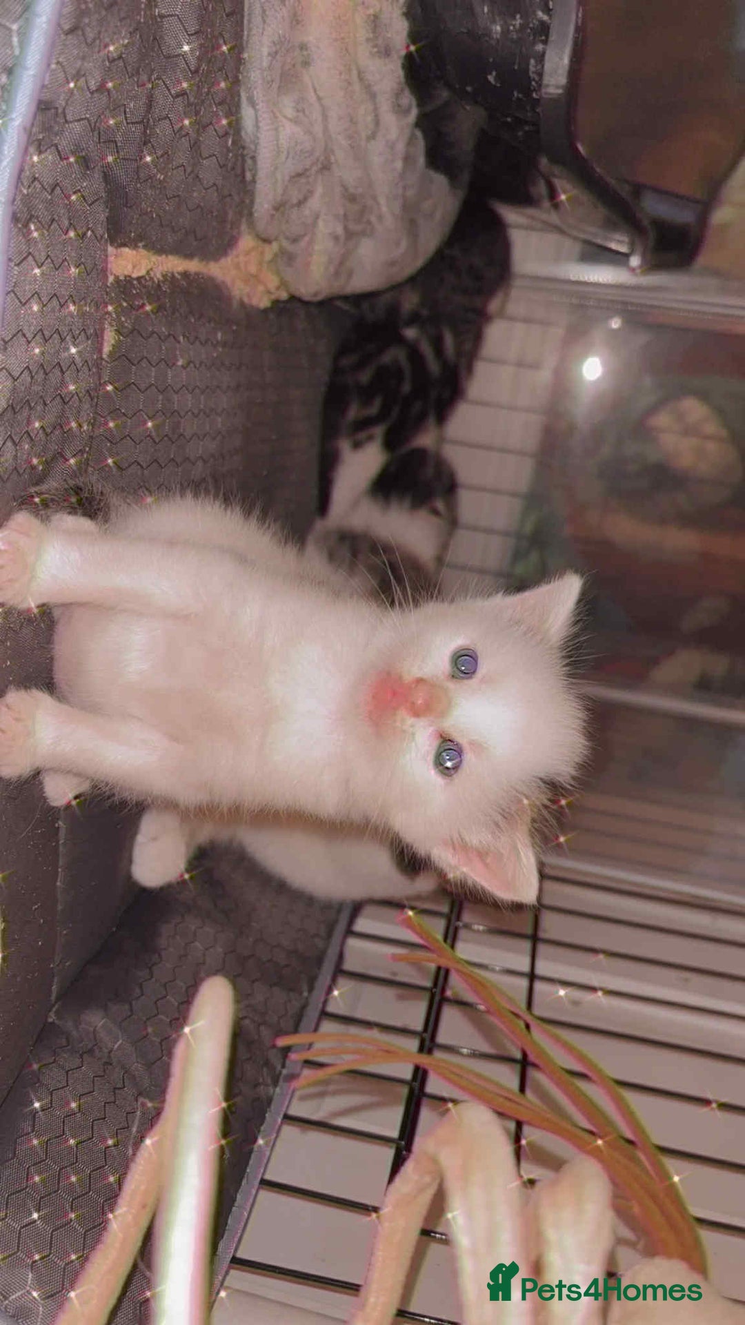 Mixed Breed cats for sale: 4 beautiful kittens for sale - Advert 4