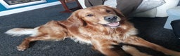 Golden Retriever dogs for stud: For stud in Scotland, excellent health scores in Glenrothes - Advert 7