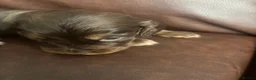 Cocker Spaniel dogs for sale: Gorgeous Cocker Spaniel pups for sale! - Advert 10